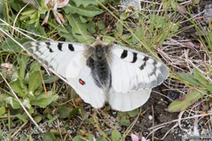 Parnassius phoebus