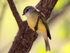 Microeca flavigaster
