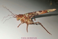 Anaphidna rubricorpus