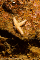 Allostichaster capensis