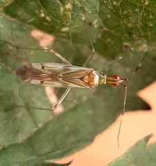 Dicyphus famelicus