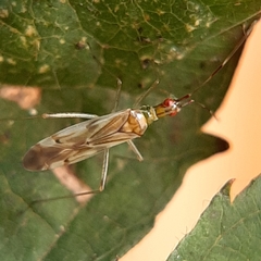 Dicyphus famelicus