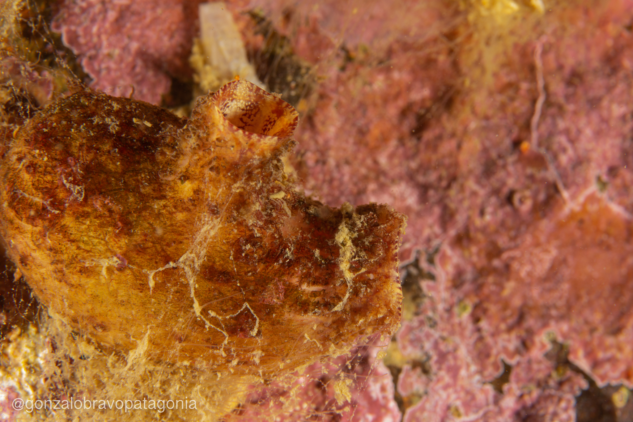 Asterocarpa humilis (Heller, 1878)