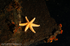 Allostichaster capensis