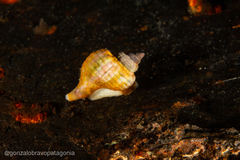 Trophon geversianus