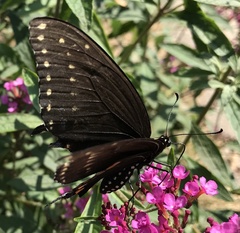 Papilio polyxenes