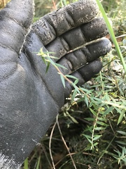 Acrotriche divaricata