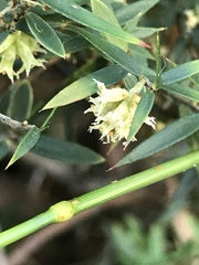 Acrotriche divaricata