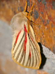 Grammodora nigrolineata