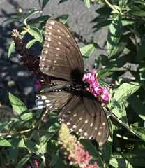 Papilio polyxenes