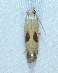 Eugnosta bimaculana