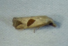Eugnosta bimaculana