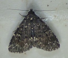 Metalectra tantillus