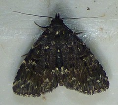 Metalectra tantillus