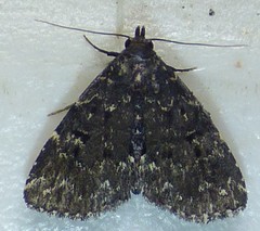 Metalectra tantillus