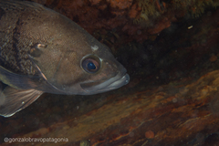 Acanthistius patachonicus