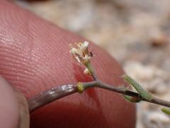 Boechera pygmaea