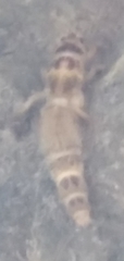 Ephemeroidea