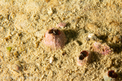 Leiosolenus patagonicus image