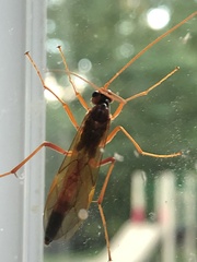Ctenopelmatinae