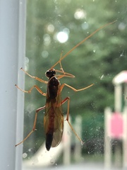 Ctenopelmatinae