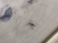 Leptoglossus occidentalis