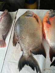 Piaractus brachypomus