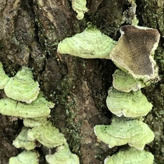 Trichaptum abietinum image