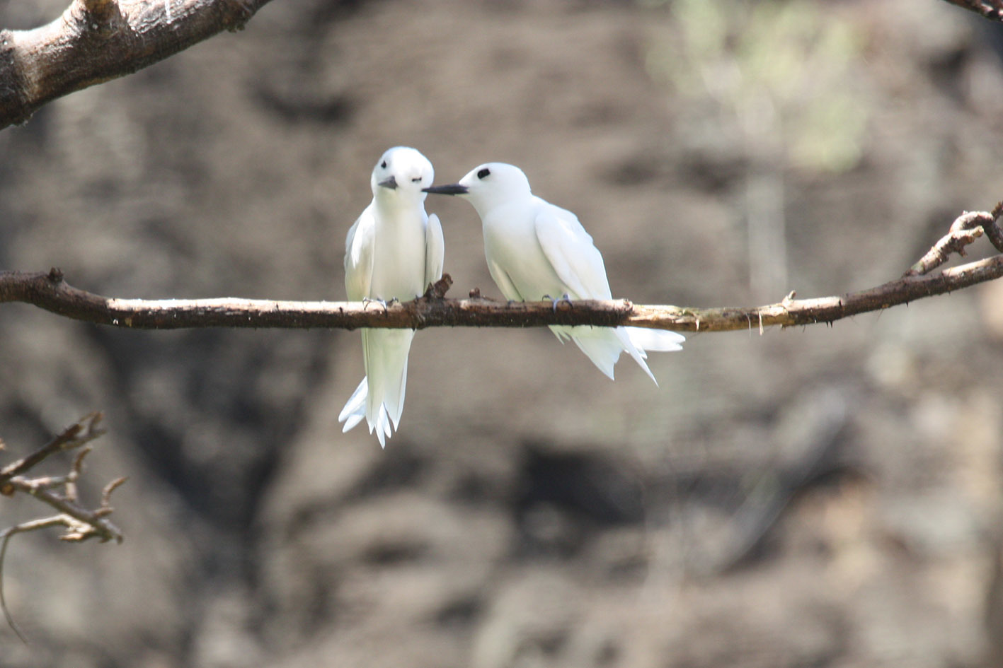 White Tern (Gygis alba)