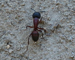 Camponotus vicinus