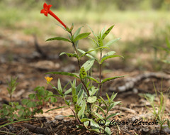 Bouvardia tenuifolia