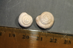 Oreohelix hemphilli
