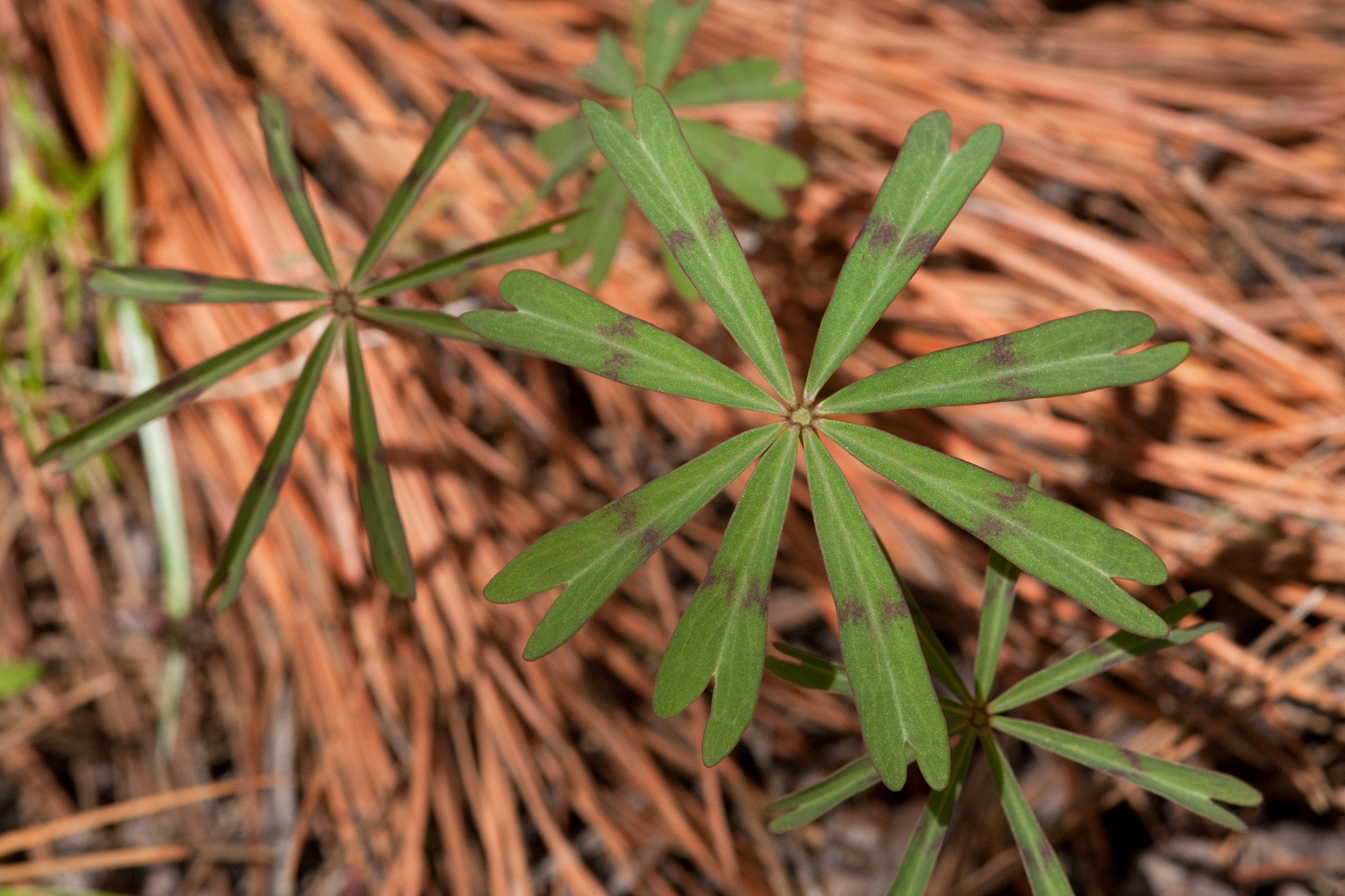 Oxalis decaphylla
