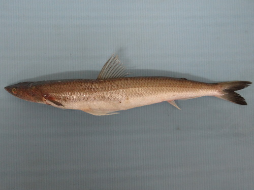 Lance lizardfish (Synodus scituliceps) — Synodontidae — 4