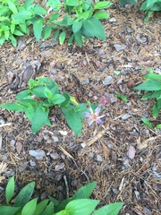 Tricyrtis formosana