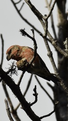 Loxia pytyopsittacus