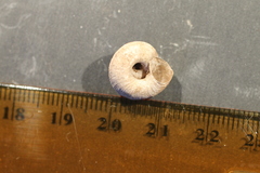 Oreohelix hemphilli