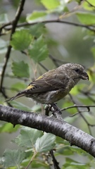 Loxia pytyopsittacus