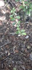 Citrus australasica