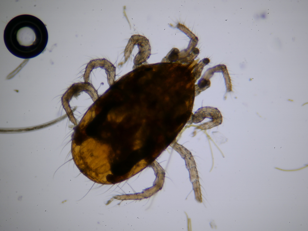 Halacaroidea