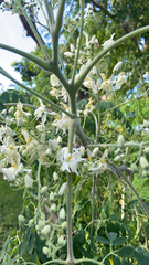 Moringa oleifera