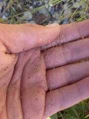 Panicum philadelphicum