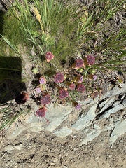 Hylotelephium anacampseros