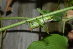 Orchelimum silvaticum