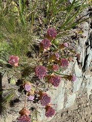 Hylotelephium anacampseros