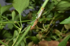 Orchelimum silvaticum