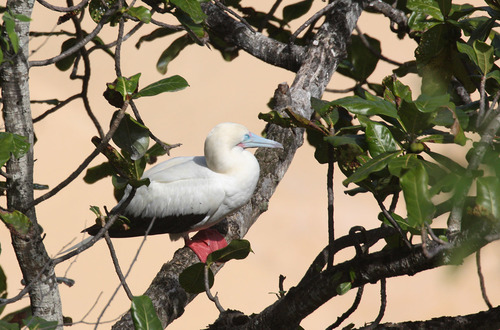 Piquero patirrojo (Sula sula)