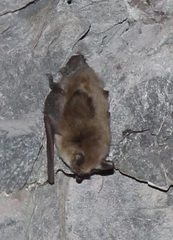 Myotis atacamensis