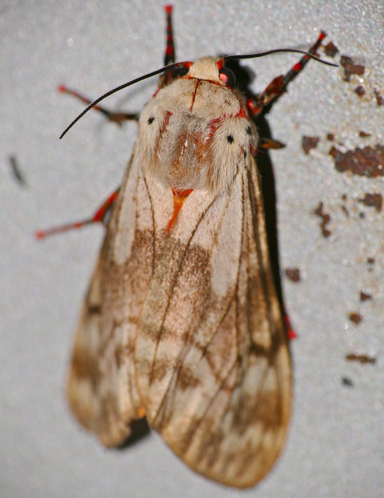 Teracotona