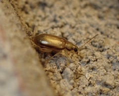 Systena marginalis
